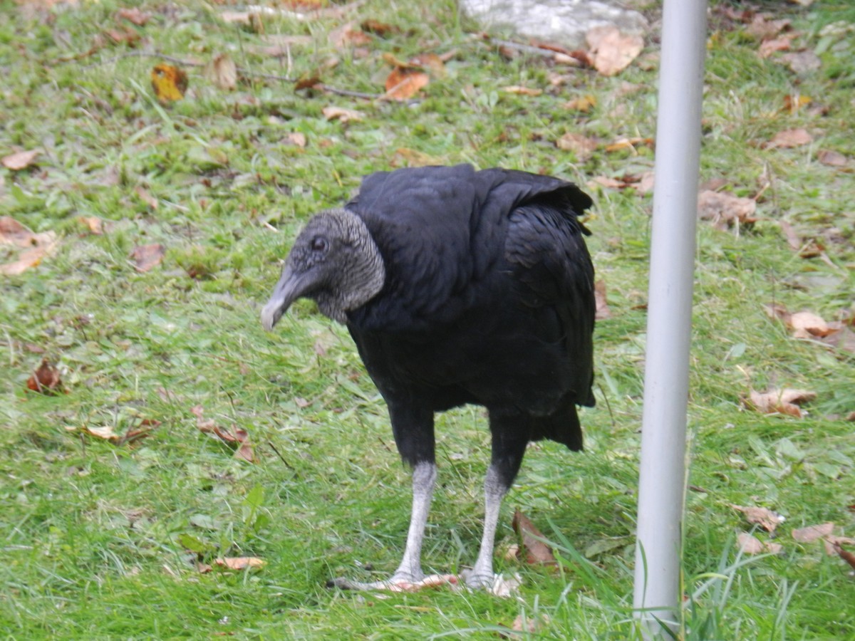 Black Vulture - ML117444031