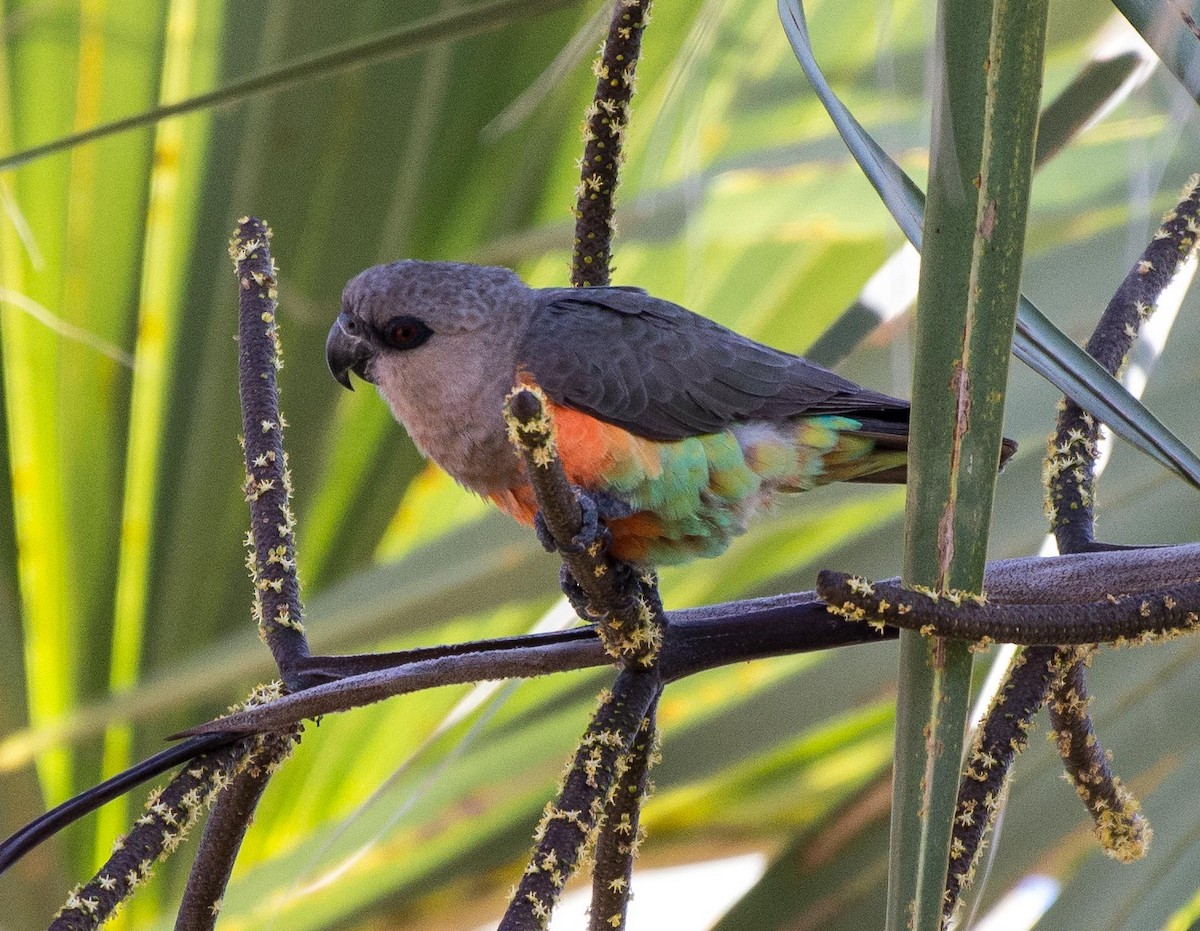 Red-bellied Parrot - ML117444161