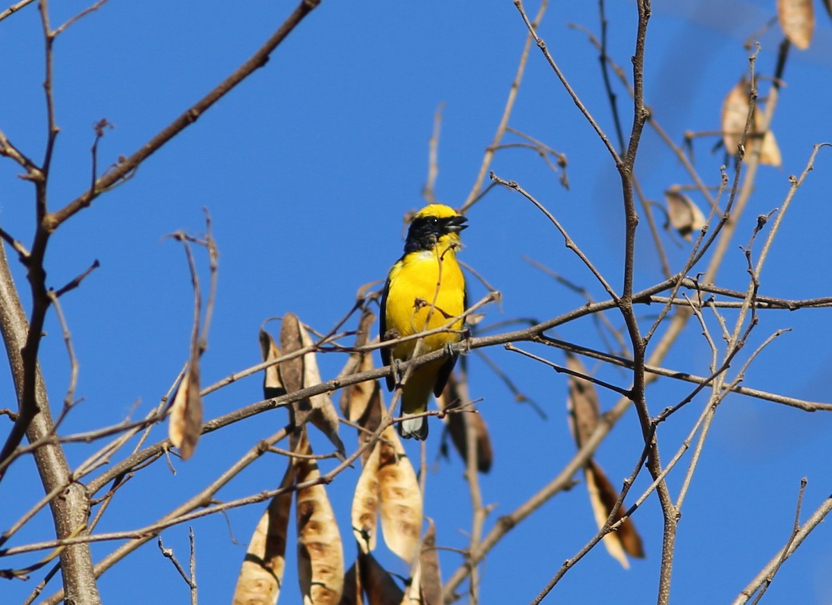 Thick-billed Euphonia - ML117444731