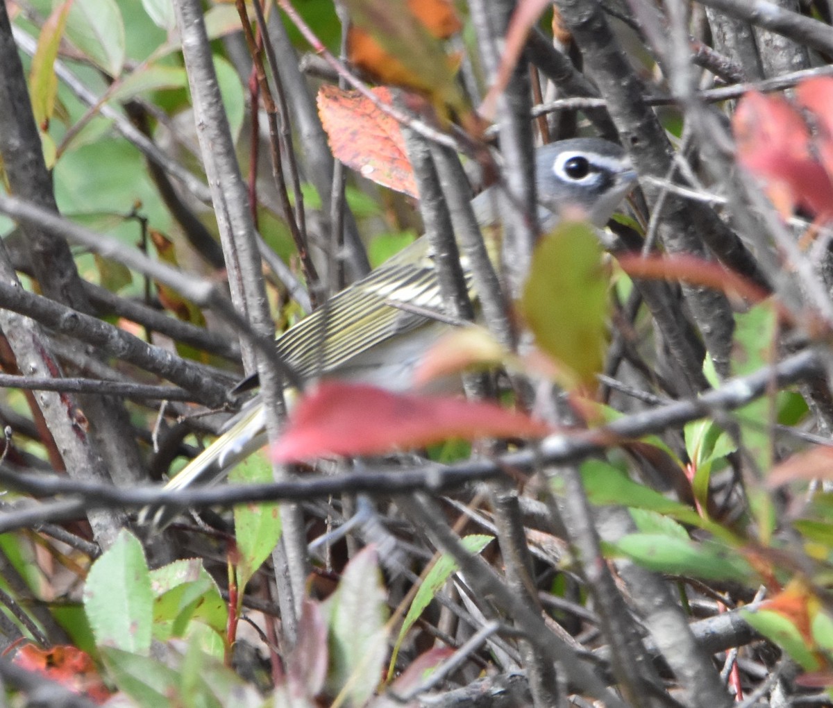 Blue-headed Vireo - Ed Norris