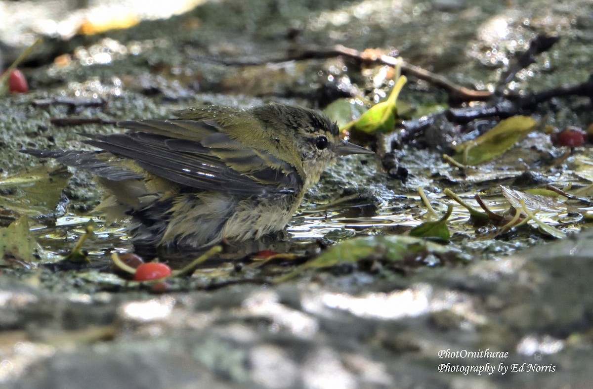 Tennessee Warbler - ML117446161