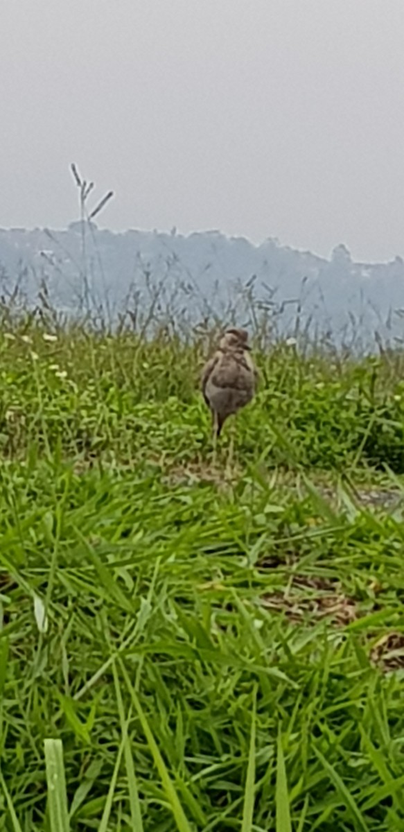 dytík dvoupruhý - ML117446311