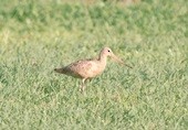 Marbled Godwit - ML117446661