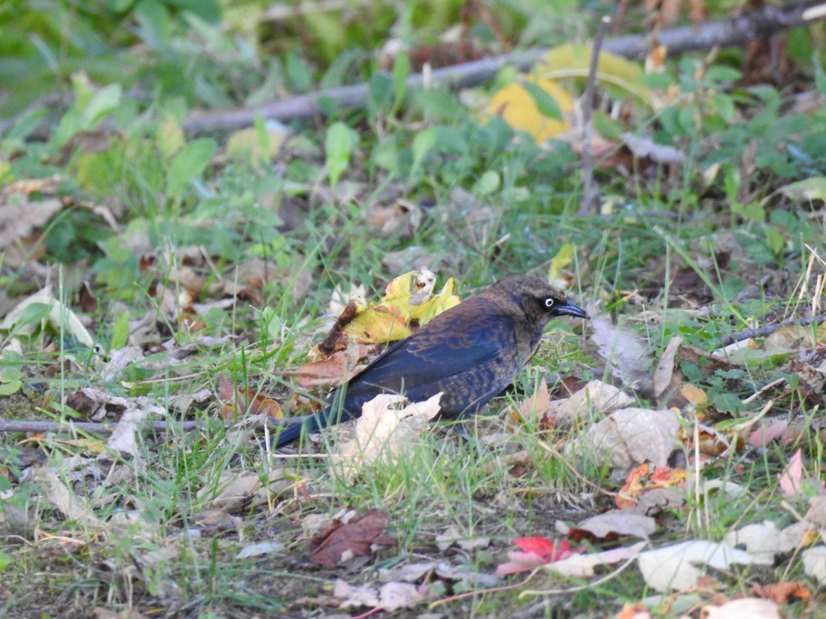 Rusty Blackbird - ML117448341