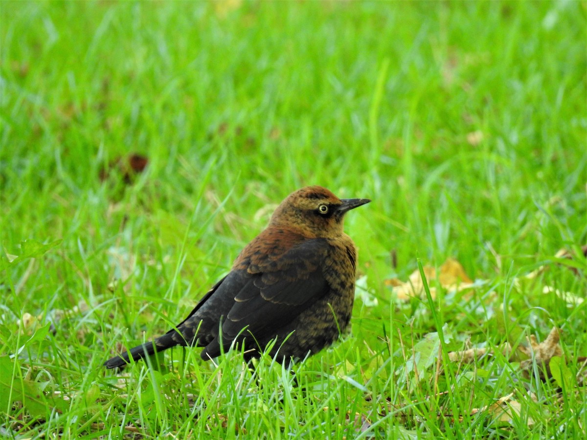 Rusty Blackbird - Jean W. Côté