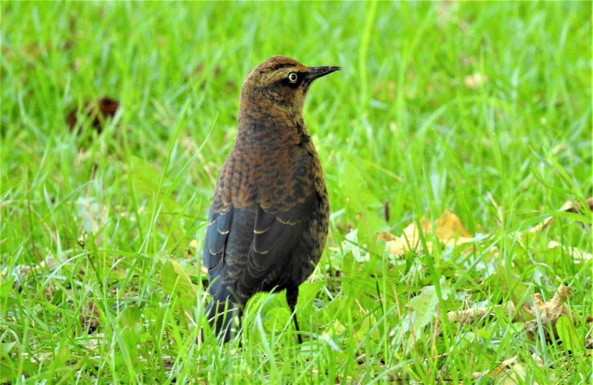 Rusty Blackbird - Jean W. Côté
