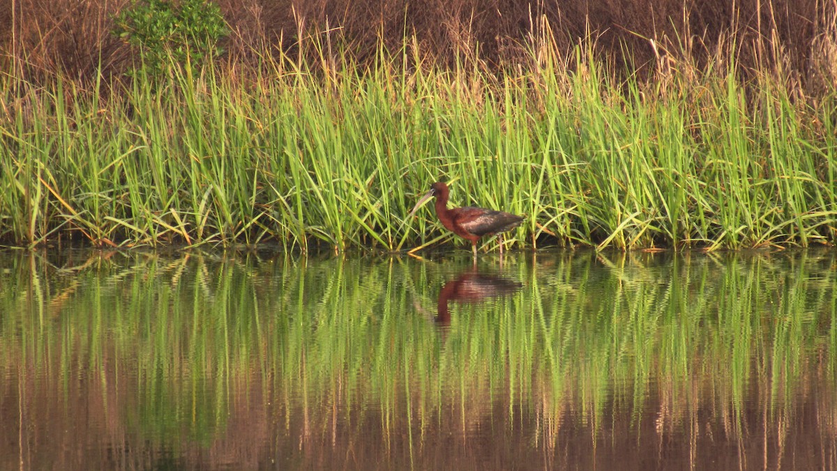 Glossy Ibis - ML117449291