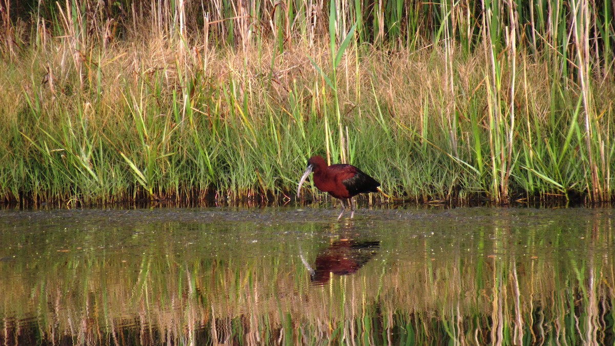 Glossy Ibis - ML117449311