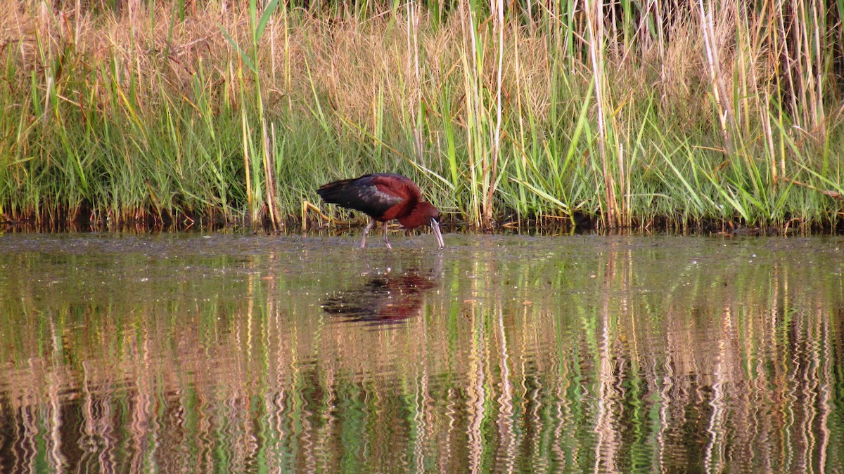 Glossy Ibis - ML117449361