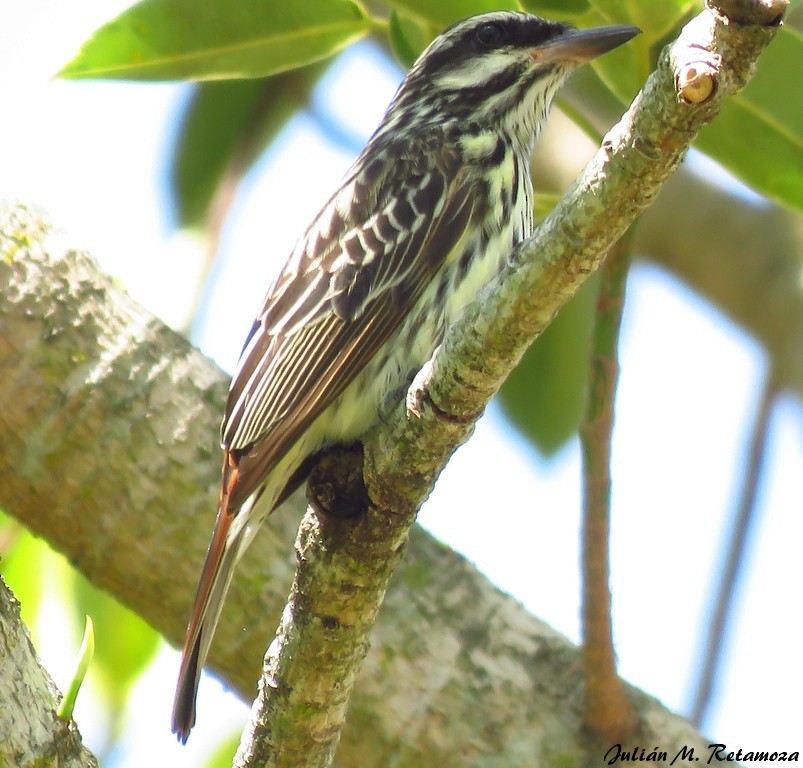 Streaked Flycatcher - ML117449541