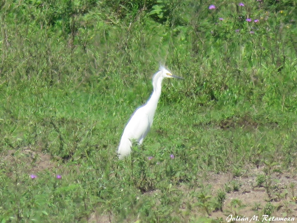 Snowy Egret - ML117450631