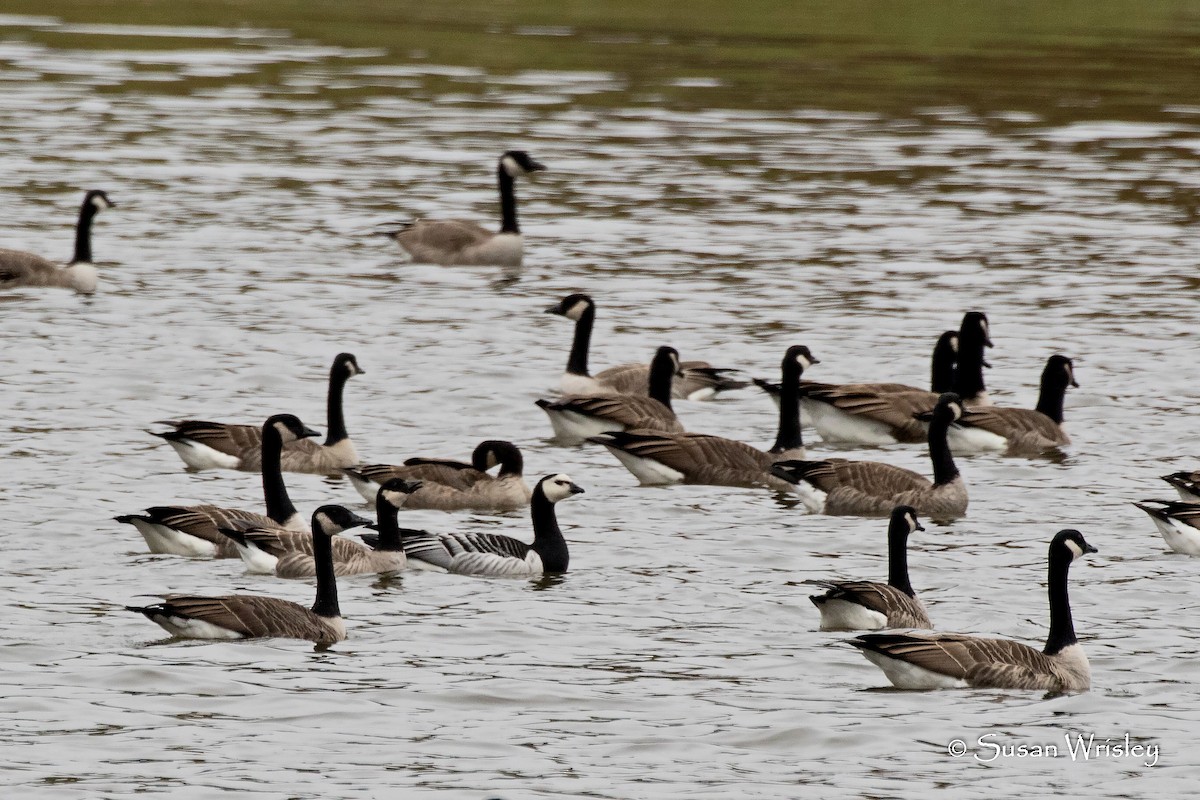 Barnacle Goose - ML117451801