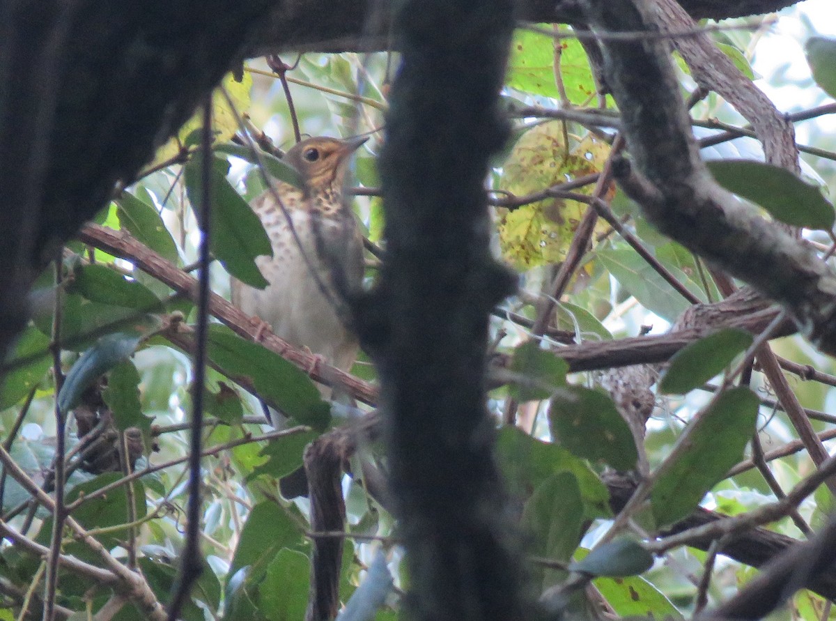 Swainson's Thrush - ML117453991