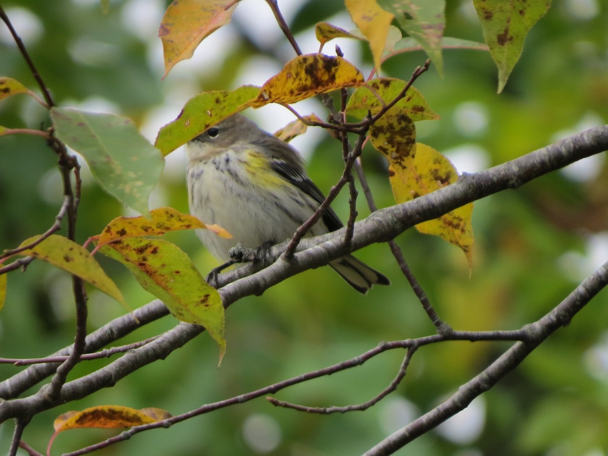 Yellow-rumped Warbler (Myrtle) - ML117455141