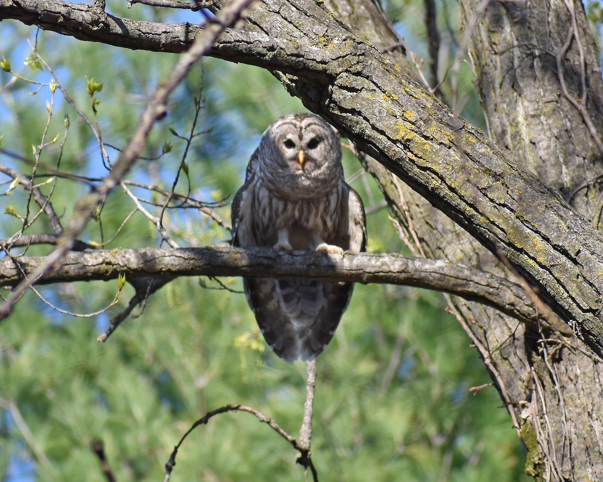 Barred Owl - ML117456131