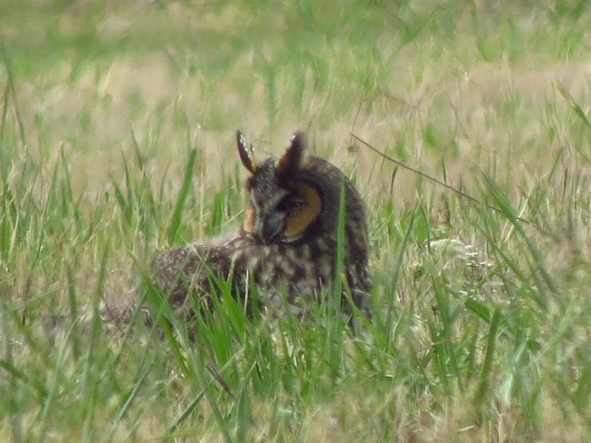 Long-eared Owl - ML117457711