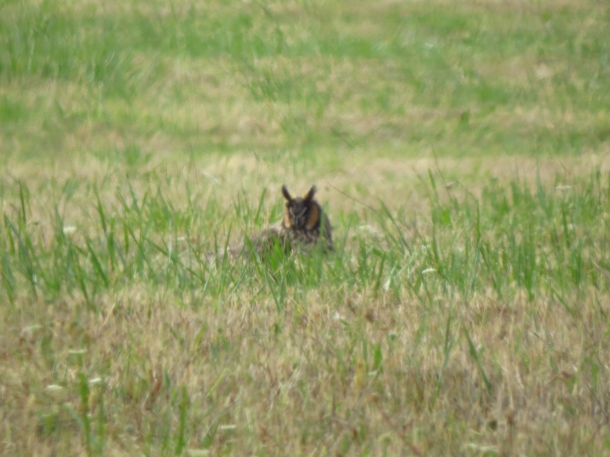 Long-eared Owl - Della Brown