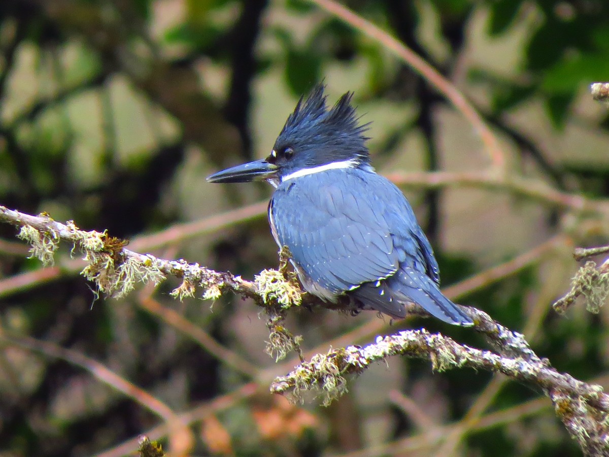 Belted Kingfisher - Della Brown