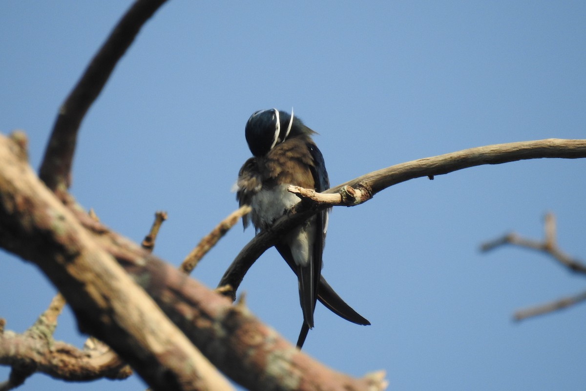 Whiskered Treeswift - ML117458441