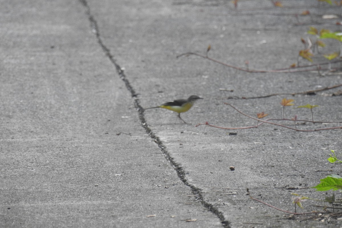 Gray Wagtail - ML117458971