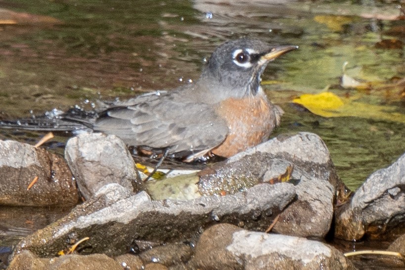 American Robin - ML117459441