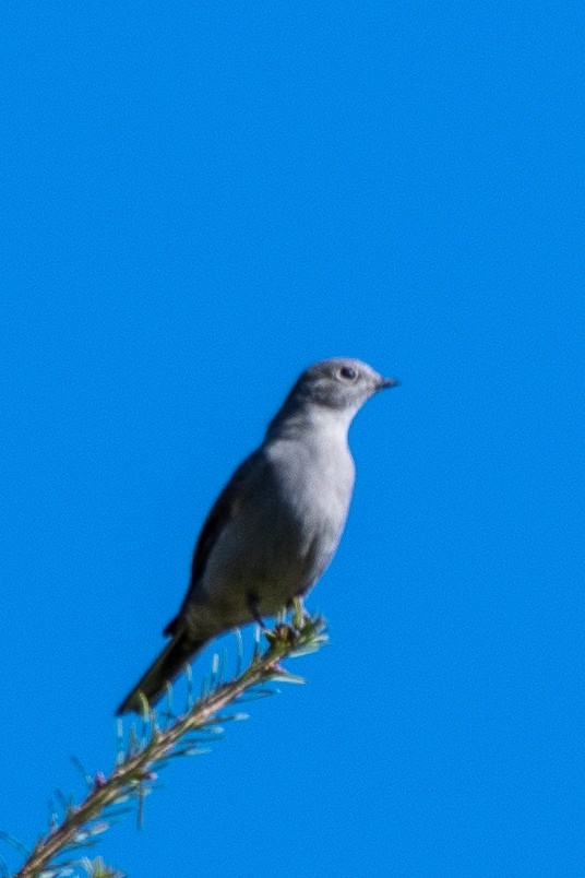 Townsend's Solitaire - ML117459701