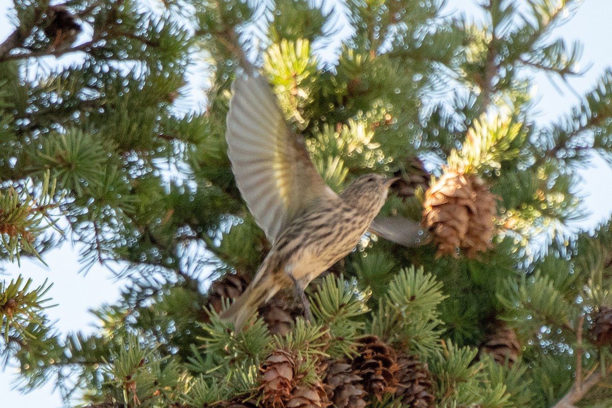 Pine Siskin - ML117459731