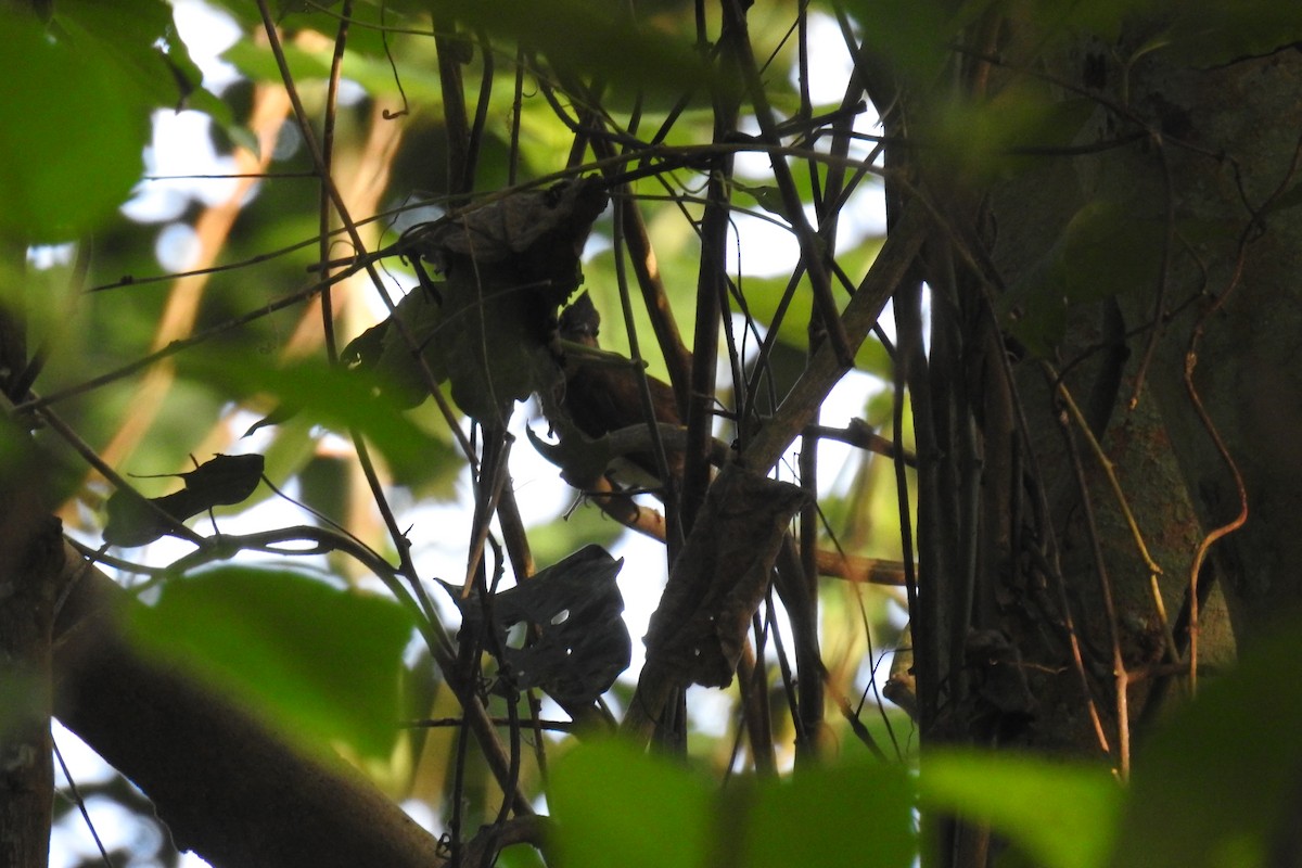 Yellow-wattled Bulbul - ML117460571