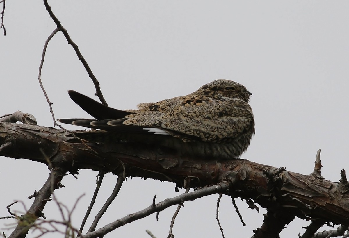 Common Nighthawk - ML117461451