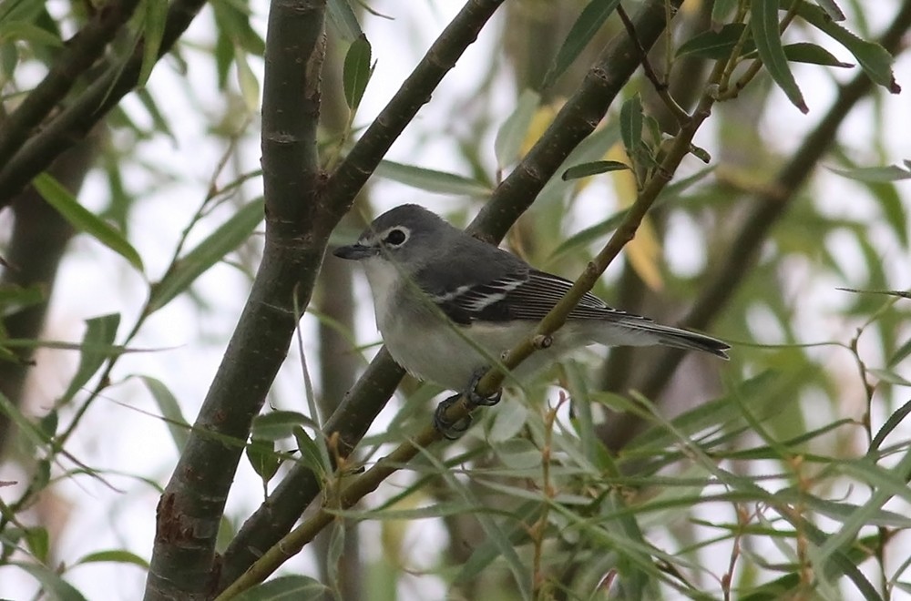 Plumbeous Vireo - Tony Leukering