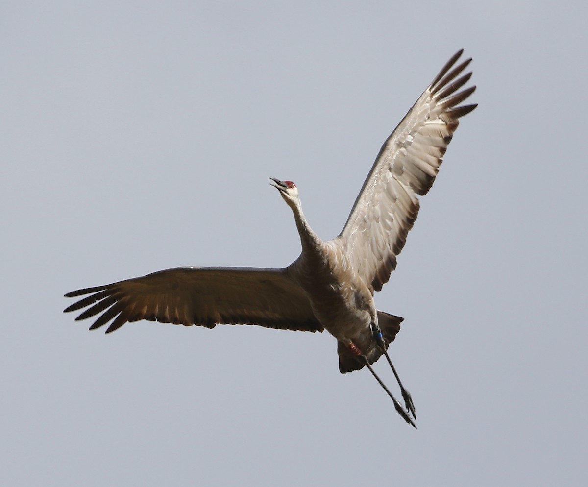 Sandhill Crane - ML117461821