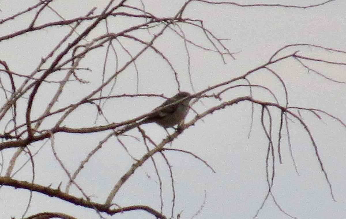 Northern Mockingbird - ML117462431