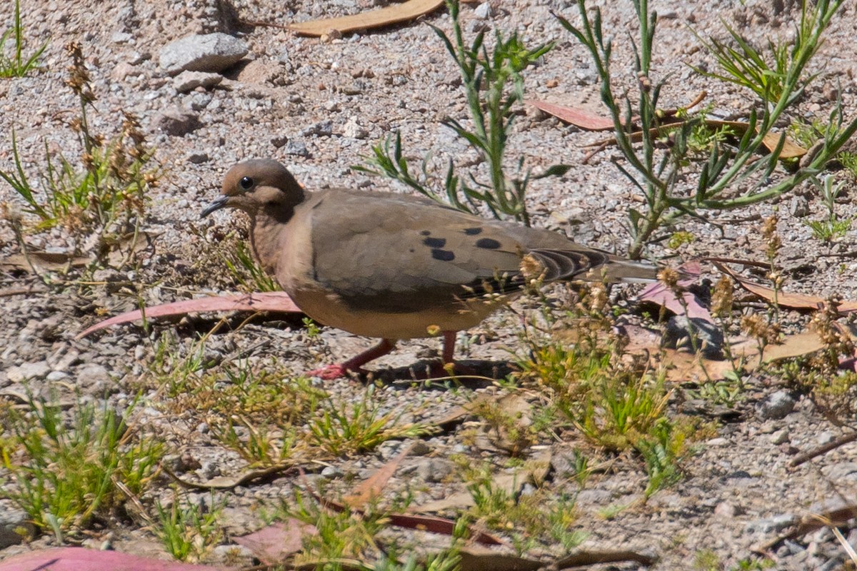 Eared Dove - ML117462891