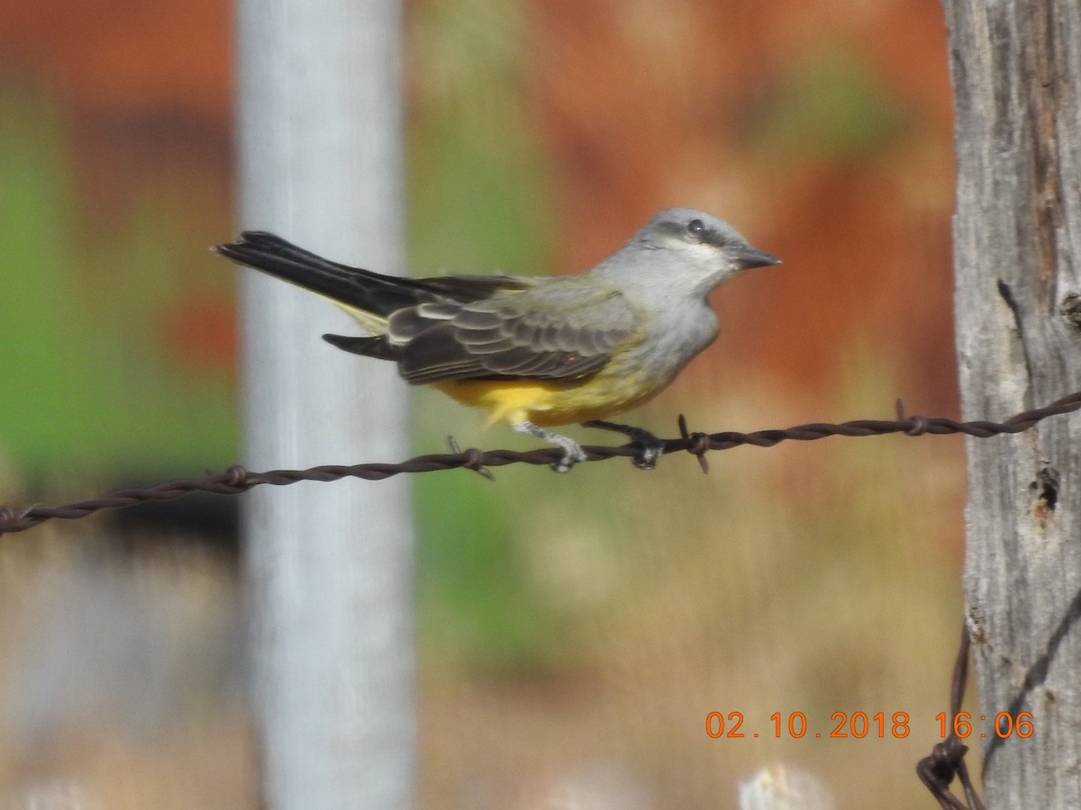 Western Kingbird - ML117462941