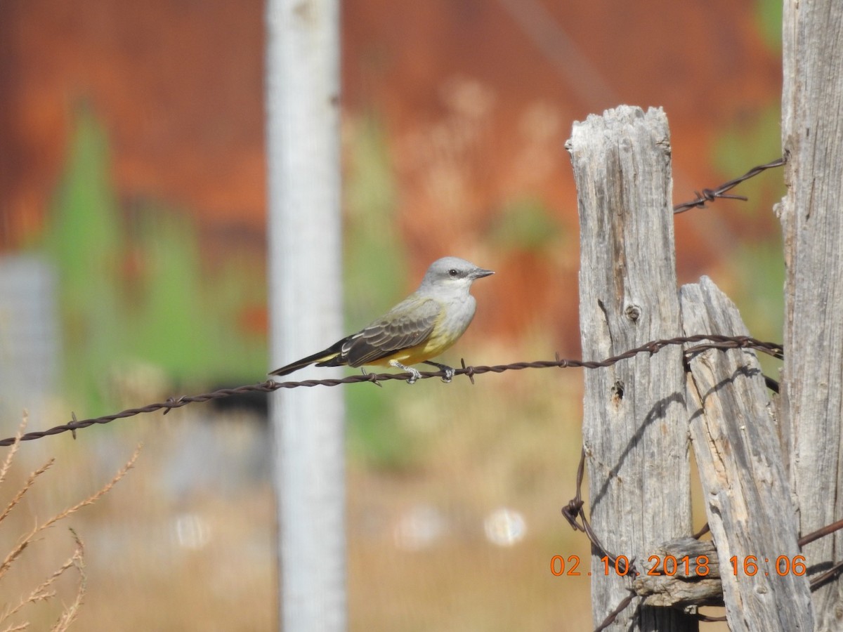 Western Kingbird - ML117462951