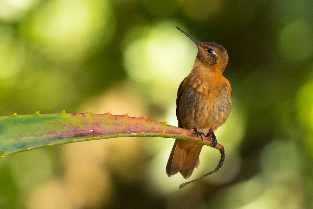 Rostkolibri - ML117463071