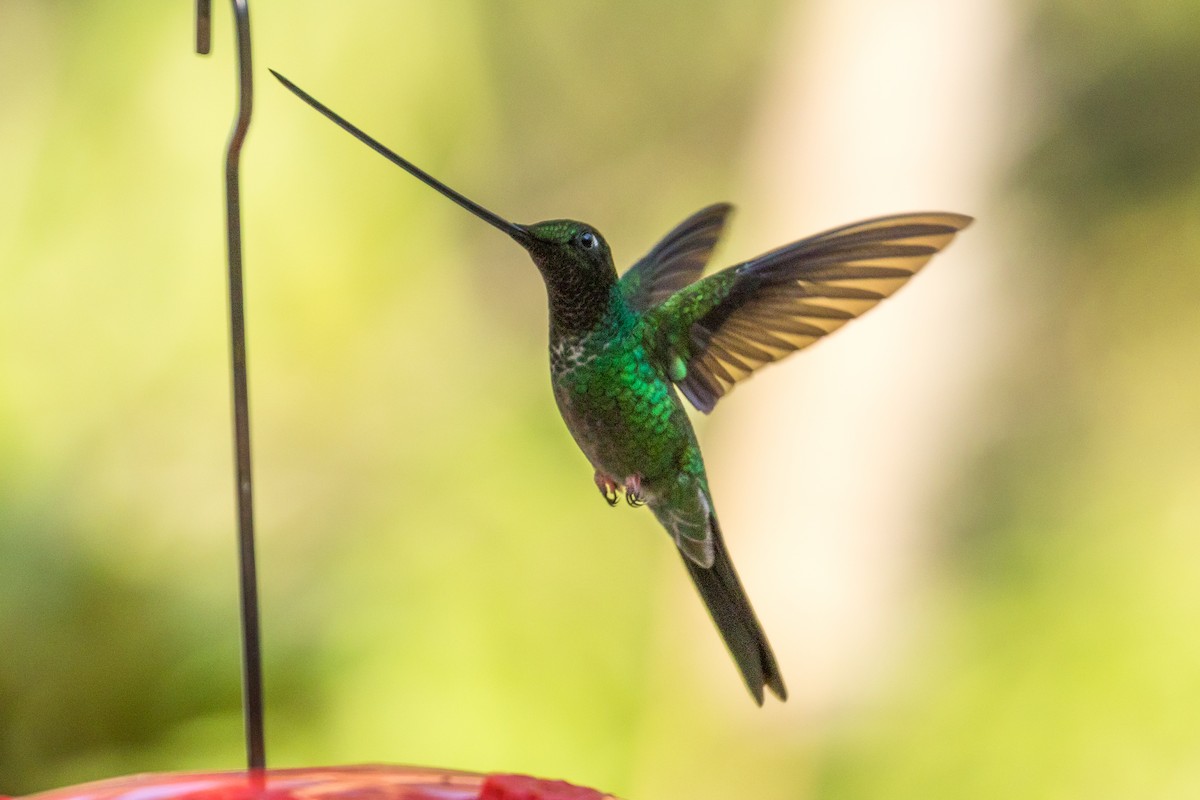 Sword-billed Hummingbird - ML117463111