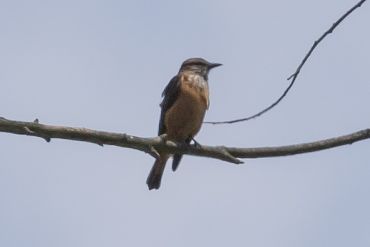 Streak-throated Bush-Tyrant - John Reynolds