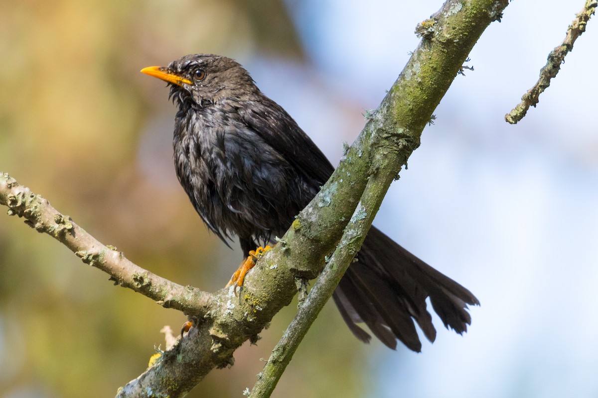 Great Thrush - ML117463171