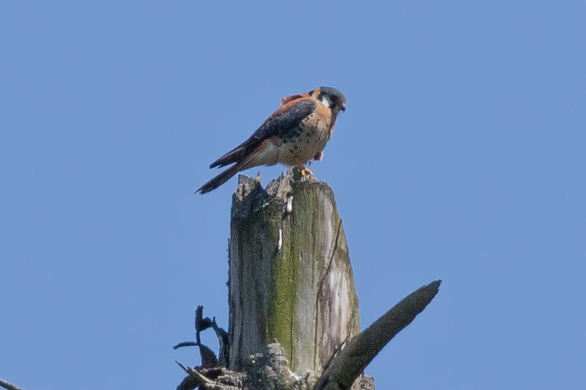 American Kestrel - ML117463221