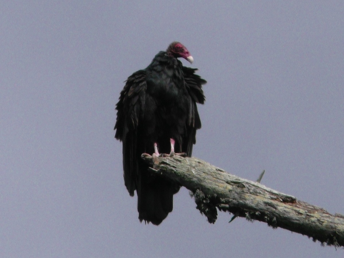 Turkey Vulture - Stan Shadick