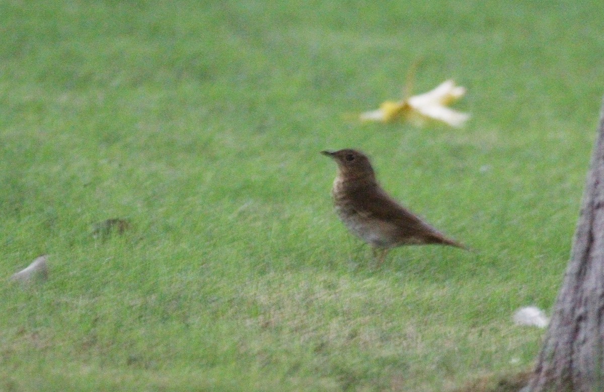 Swainson's Thrush - ML117465571