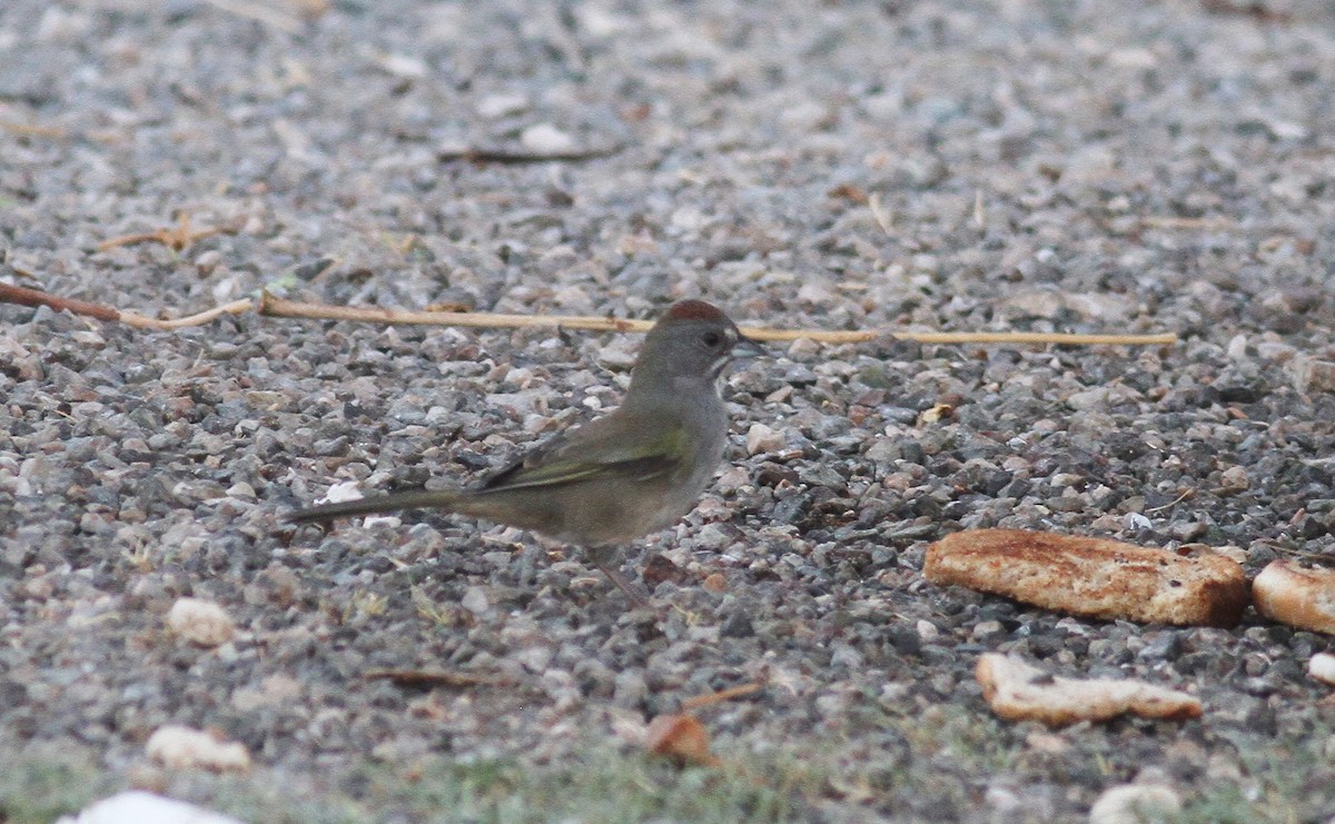 Green-tailed Towhee - ML117465691