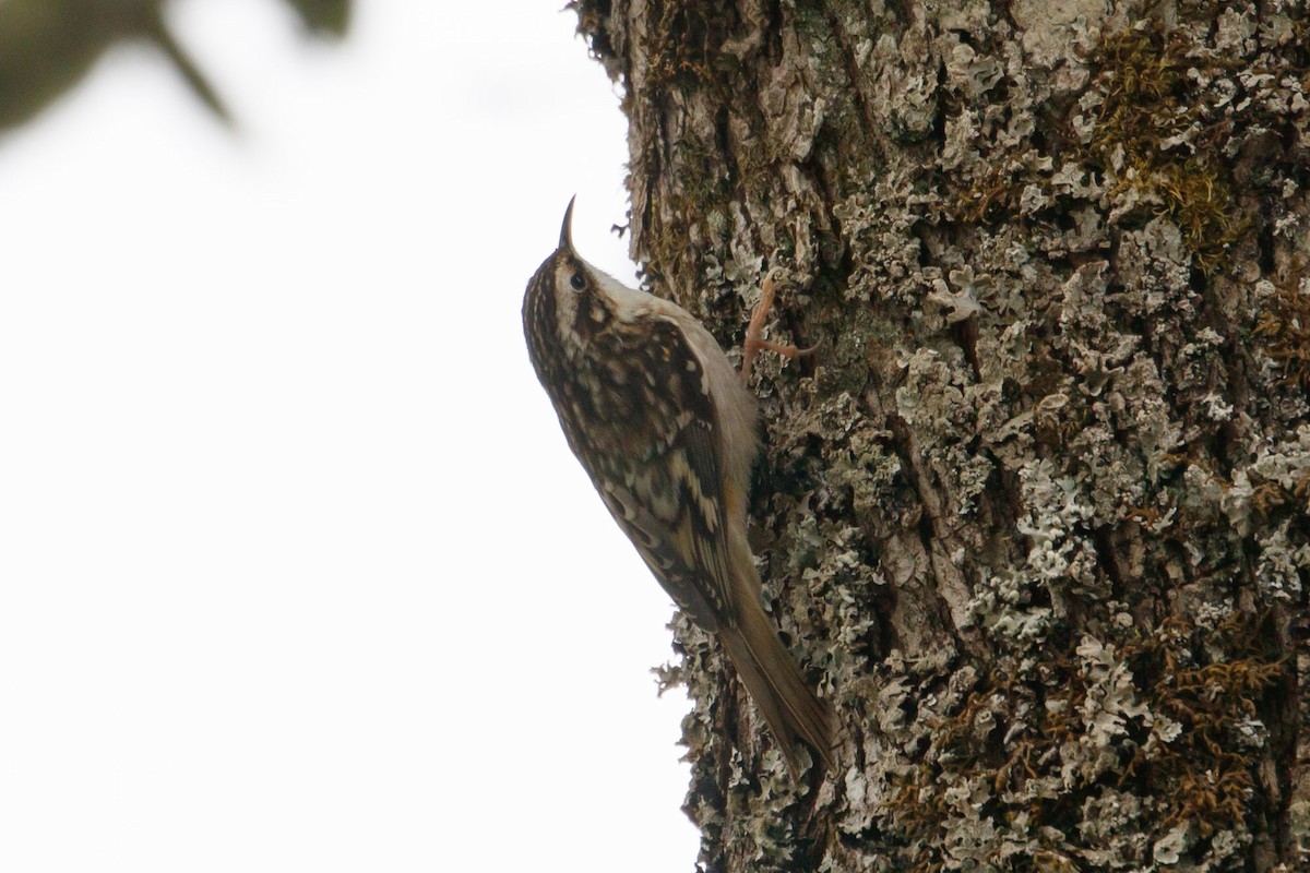 Brown Creeper - Audrey Addison