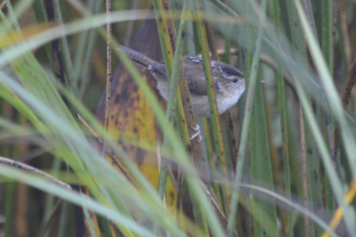 Marsh Wren - Larry Clarfeld