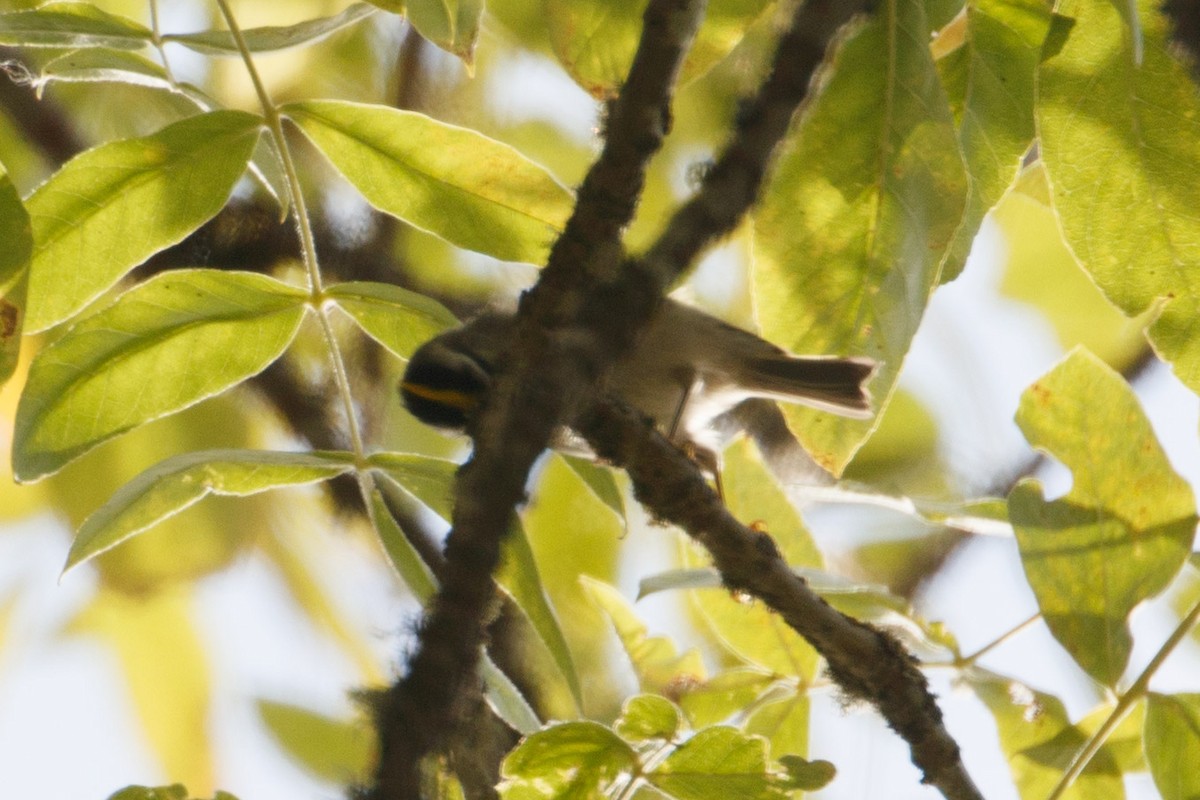 Golden-crowned Kinglet - ML117466321