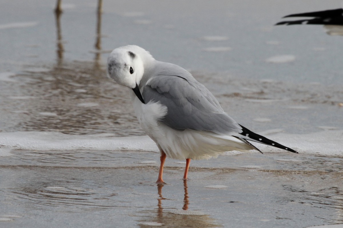 Bonaparte's Gull - ML117466521