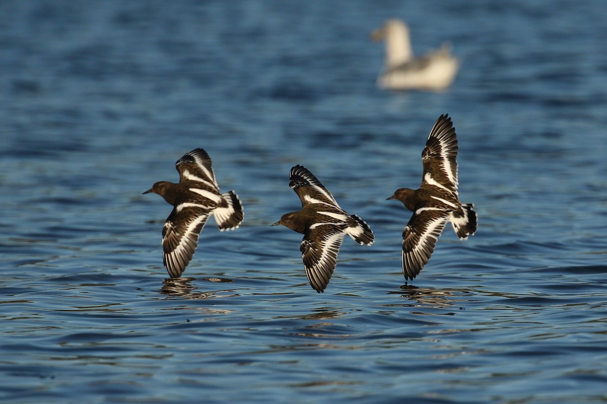 Black Turnstone - ML117466851