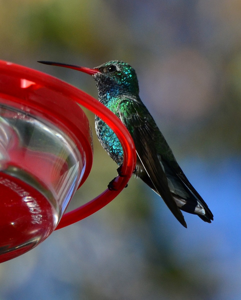 Colibrí Piquiancho Común - ML117467621