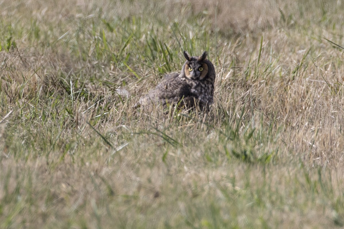 Long-eared Owl - ML117468281